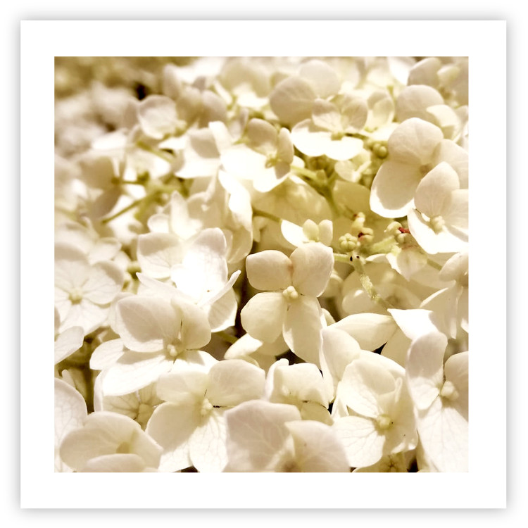 Wall Poster White Meadow - field full of white plants with a subtle yellow contrast 123478 additionalImage 16