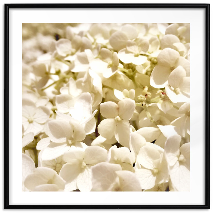 Wall Poster White Meadow - field full of white plants with a subtle yellow contrast 123478 additionalImage 19