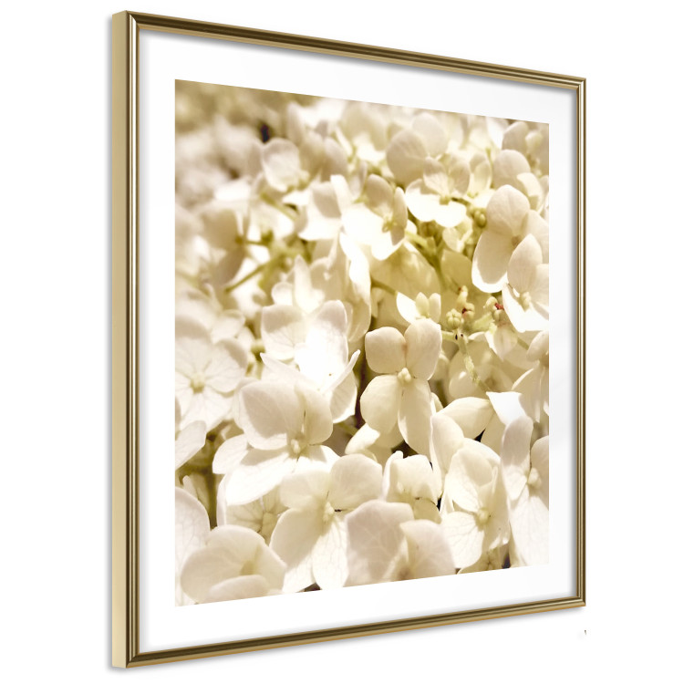 Wall Poster White Meadow - field full of white plants with a subtle yellow contrast 123478 additionalImage 6