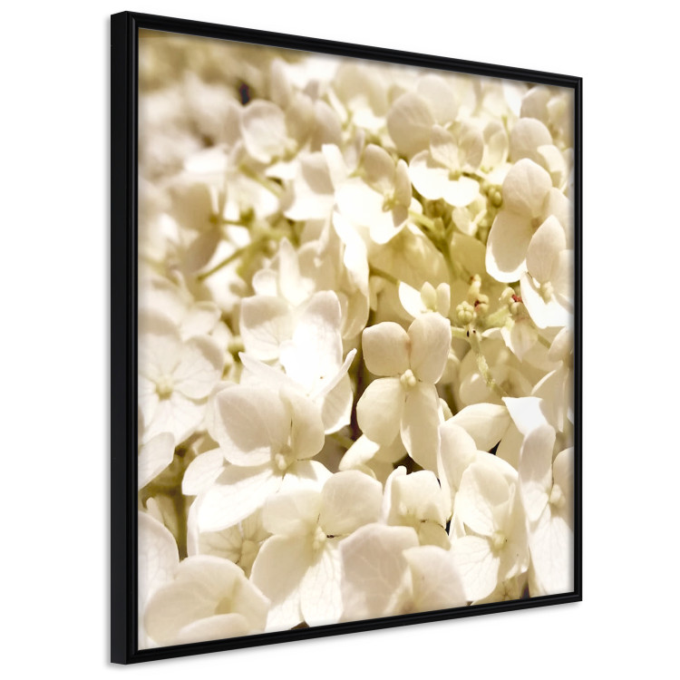 Wall Poster White Meadow - field full of white plants with a subtle yellow contrast 123478 additionalImage 10