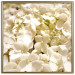 Wall Poster White Meadow - field full of white plants with a subtle yellow contrast 123478 additionalThumb 18