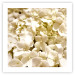 Wall Poster White Meadow - field full of white plants with a subtle yellow contrast 123478 additionalThumb 16