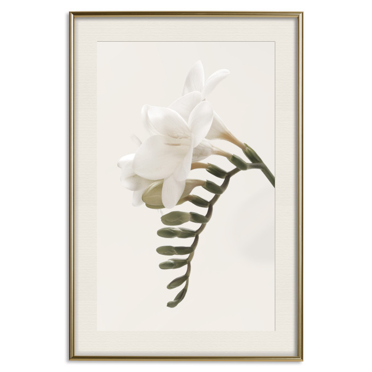 Poster Spring Plume - composition of white spring flowers on a beige background 127478 additionalImage 20