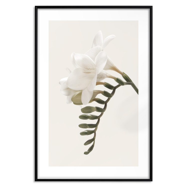 Poster Spring Plume - composition of white spring flowers on a beige background 127478 additionalImage 15