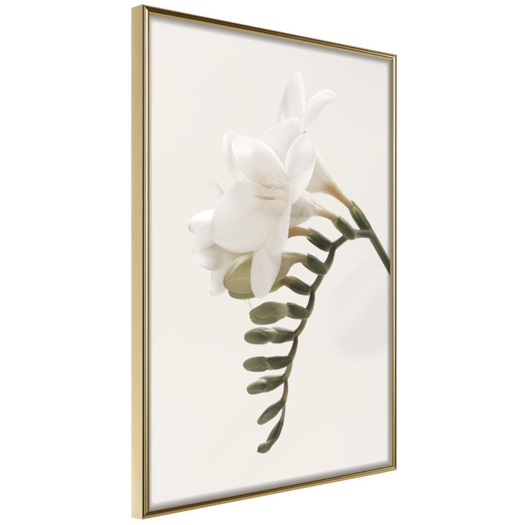 Poster Spring Plume - composition of white spring flowers on a beige background 127478 additionalImage 12