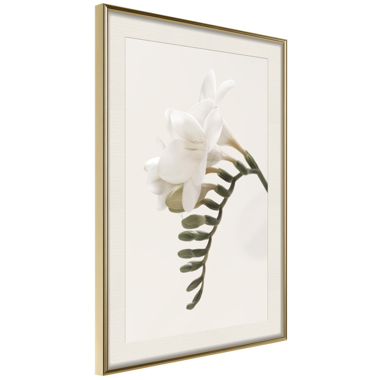 Poster Spring Plume - composition of white spring flowers on a beige background 127478 additionalImage 3