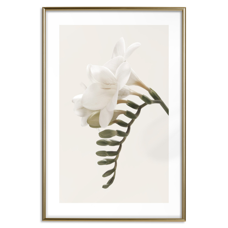 Poster Spring Plume - composition of white spring flowers on a beige background 127478 additionalImage 14