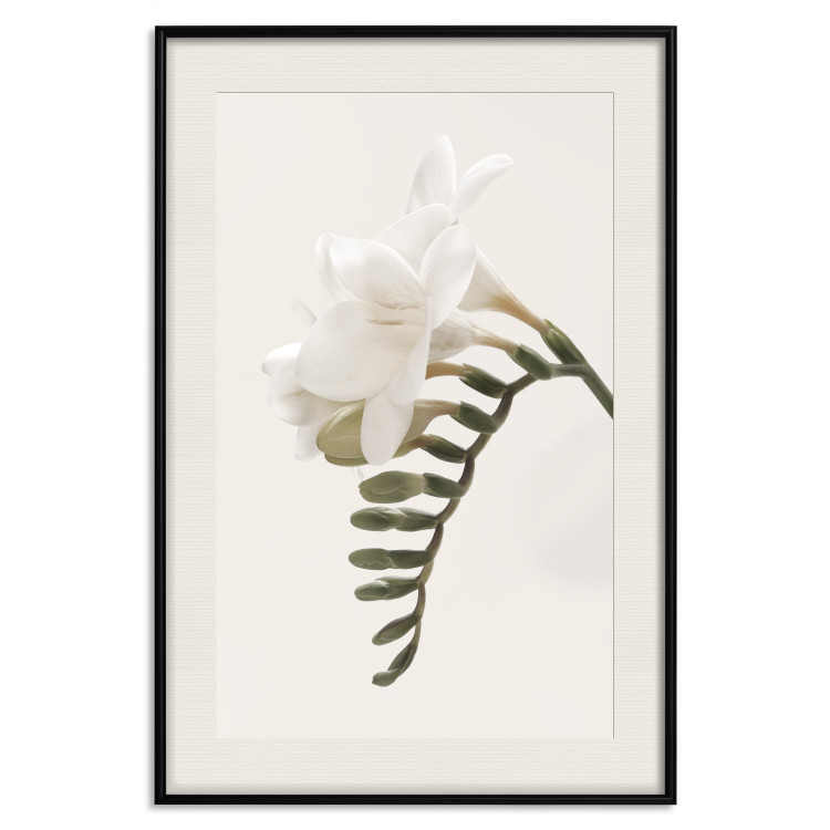 Poster Spring Plume - composition of white spring flowers on a beige background 127478 additionalImage 19