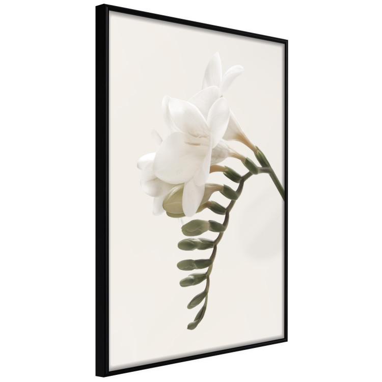 Poster Spring Plume - composition of white spring flowers on a beige background 127478 additionalImage 11