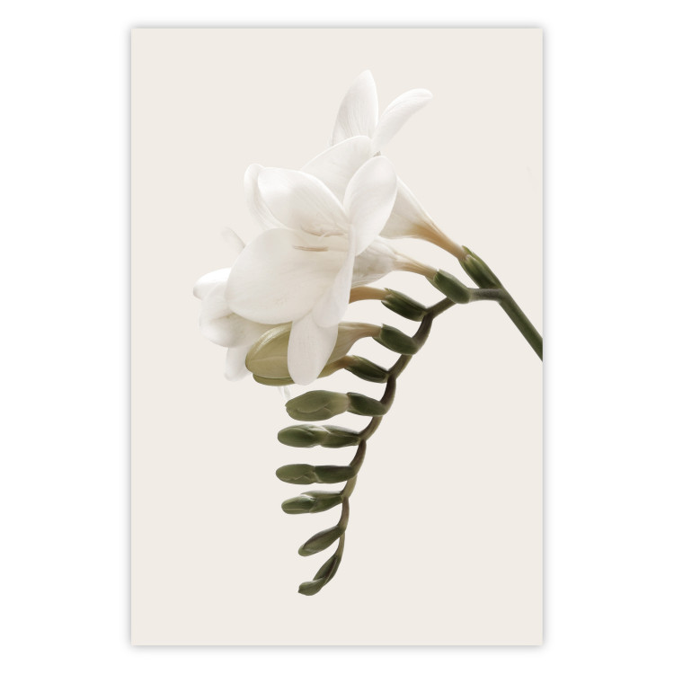 Poster Spring Plume - composition of white spring flowers on a beige background 127478