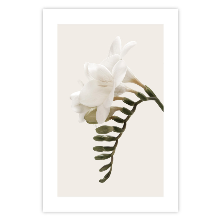 Poster Spring Plume - composition of white spring flowers on a beige background 127478 additionalImage 25