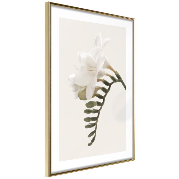 Poster Spring Plume - composition of white spring flowers on a beige background 127478 additionalImage 9