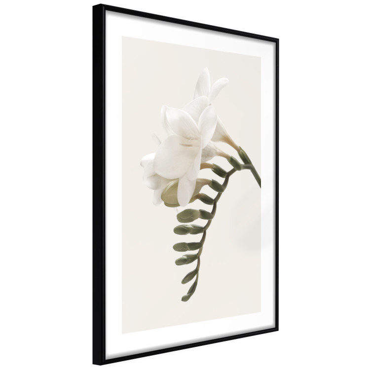 Poster Spring Plume - composition of white spring flowers on a beige background 127478 additionalImage 8