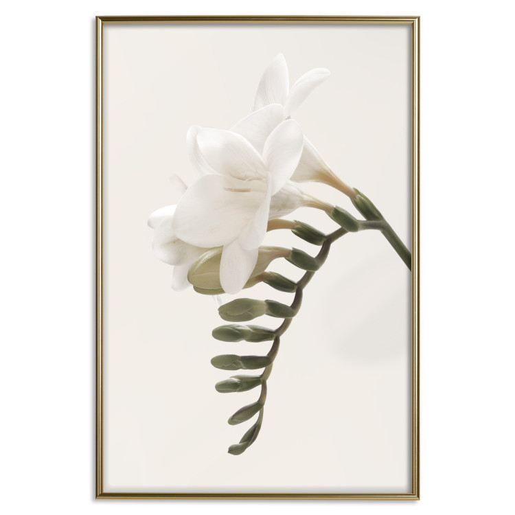 Poster Spring Plume - composition of white spring flowers on a beige background 127478 additionalImage 17
