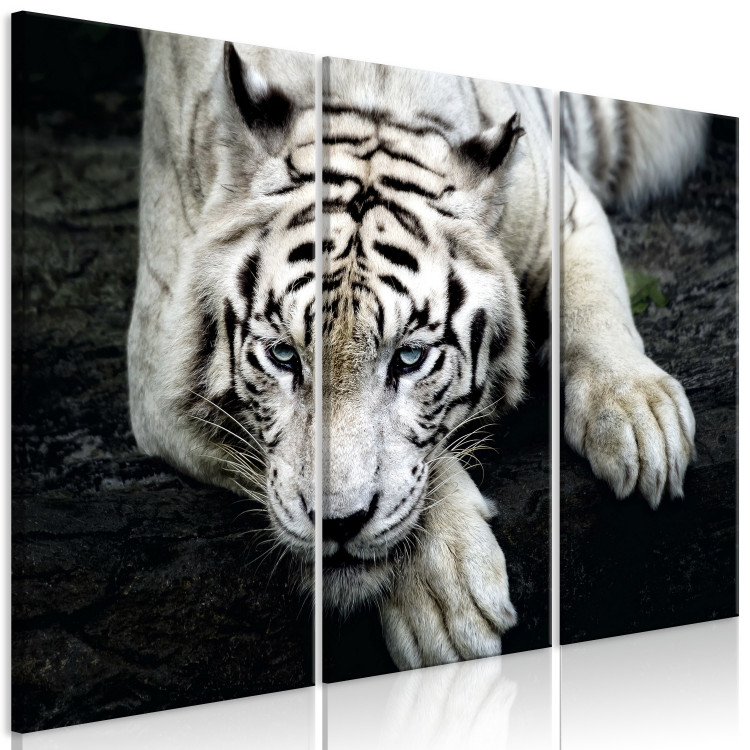 Canvas Calm tiger - triptych with a lying tiger on a black background 128778 additionalImage 2