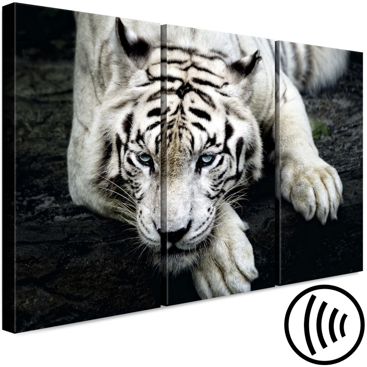 Canvas Calm tiger - triptych with a lying tiger on a black background 128778 additionalImage 6