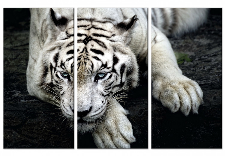 Canvas Calm tiger - triptych with a lying tiger on a black background 128778