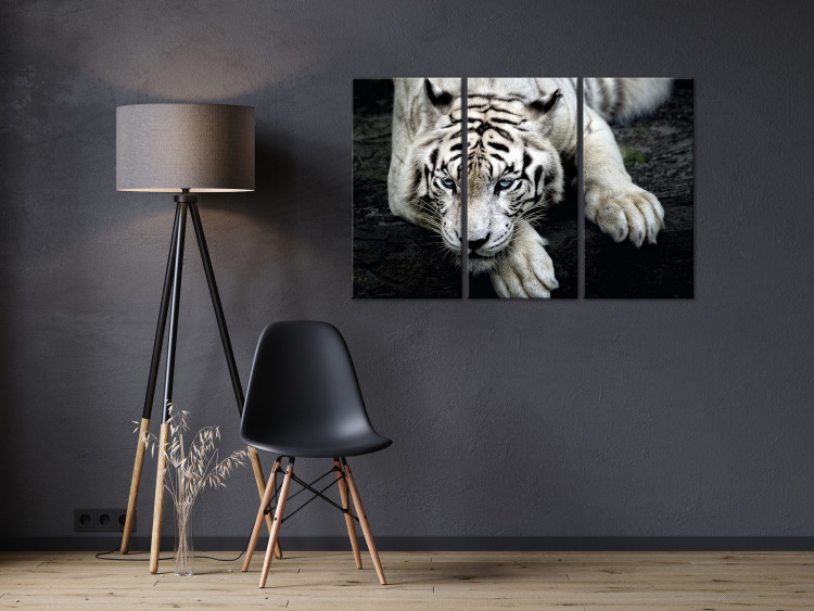 Canvas Calm tiger - triptych with a lying tiger on a black background 128778 additionalImage 3