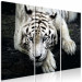 Canvas Calm tiger - triptych with a lying tiger on a black background 128778 additionalThumb 2
