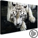 Canvas Calm tiger - triptych with a lying tiger on a black background 128778 additionalThumb 6
