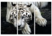 Canvas Calm tiger - triptych with a lying tiger on a black background 128778