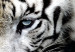 Canvas Calm tiger - triptych with a lying tiger on a black background 128778 additionalThumb 4