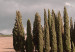 Poster Sweet Tuscany - warm landscape of a field against trees and clouds 135878 additionalThumb 7
