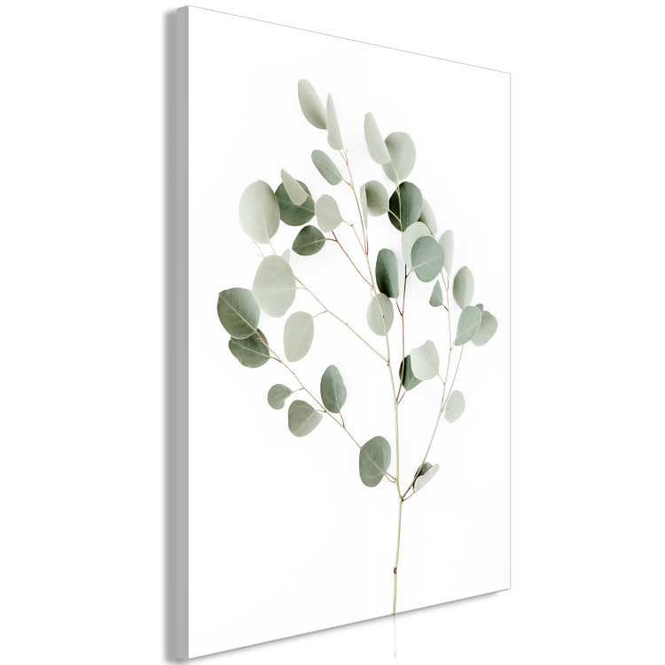 Canvas Print Silver Eucalyptus - vegetation landscape on a white background in boho motif 137478 additionalImage 2