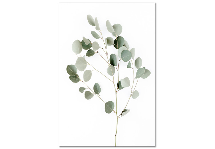 Canvas Print Silver Eucalyptus - vegetation landscape on a white background in boho motif 137478