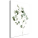 Canvas Print Silver Eucalyptus - vegetation landscape on a white background in boho motif 137478 additionalThumb 2