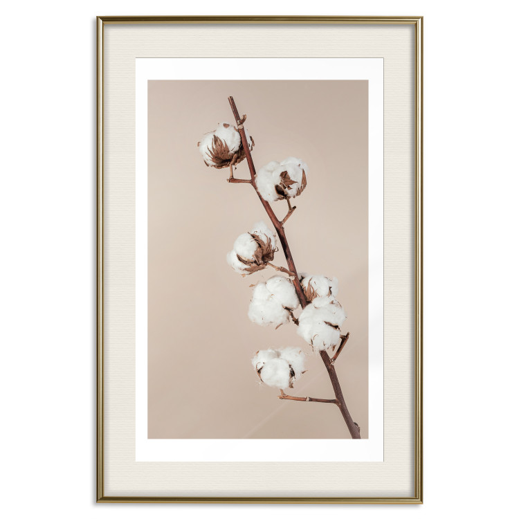 Poster Softness of Cotton - plant with soft white flowers on a beige background 137978 additionalImage 2