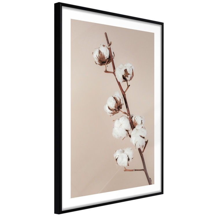 Poster Softness of Cotton - plant with soft white flowers on a beige background 137978 additionalImage 23