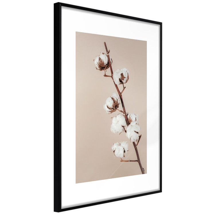 Poster Softness of Cotton - plant with soft white flowers on a beige background 137978 additionalImage 21