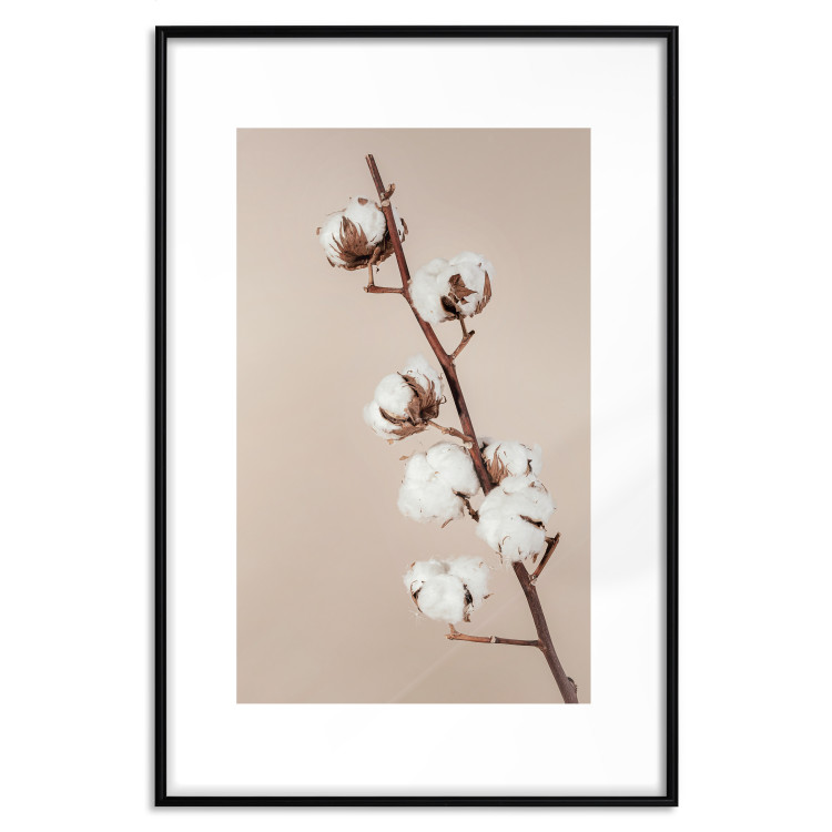 Poster Softness of Cotton - plant with soft white flowers on a beige background 137978 additionalImage 5