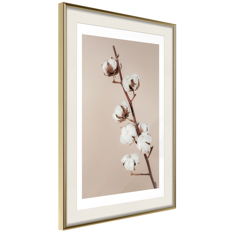 Poster Softness of Cotton - plant with soft white flowers on a beige background 137978 additionalImage 18