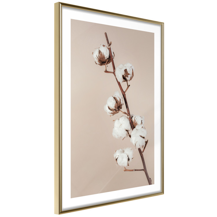 Poster Softness of Cotton - plant with soft white flowers on a beige background 137978 additionalImage 22