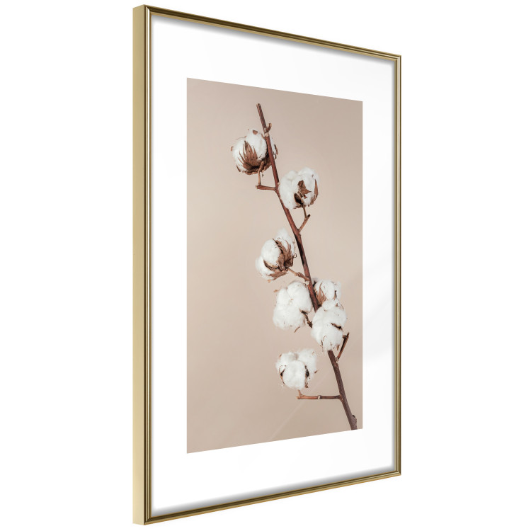 Poster Softness of Cotton - plant with soft white flowers on a beige background 137978 additionalImage 20