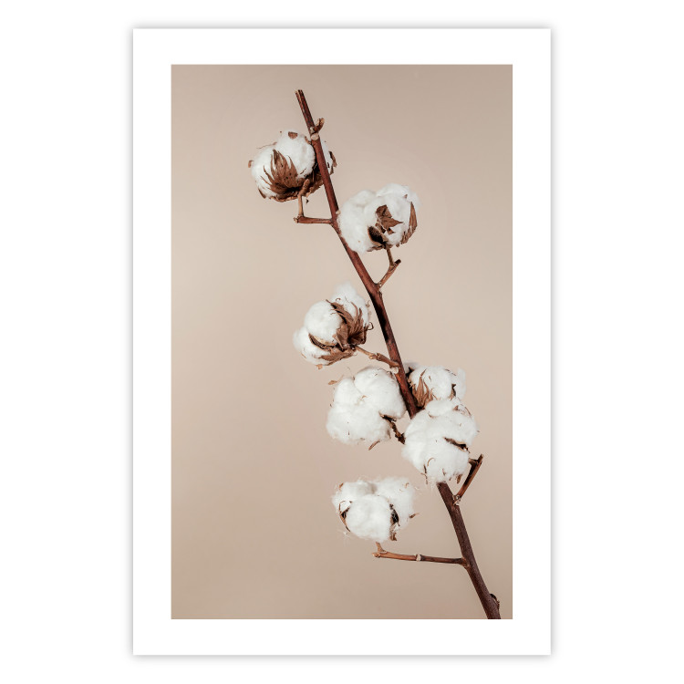 Poster Softness of Cotton - plant with soft white flowers on a beige background 137978