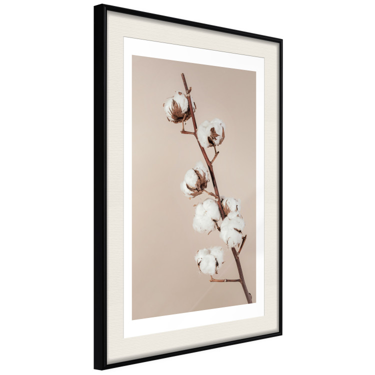 Poster Softness of Cotton - plant with soft white flowers on a beige background 137978 additionalImage 19