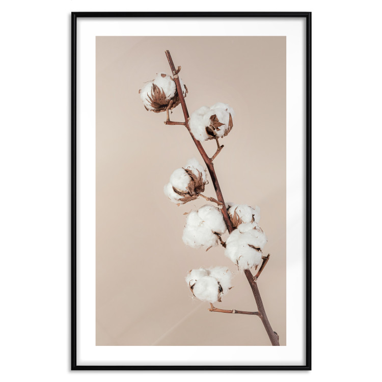 Poster Softness of Cotton - plant with soft white flowers on a beige background 137978 additionalImage 7