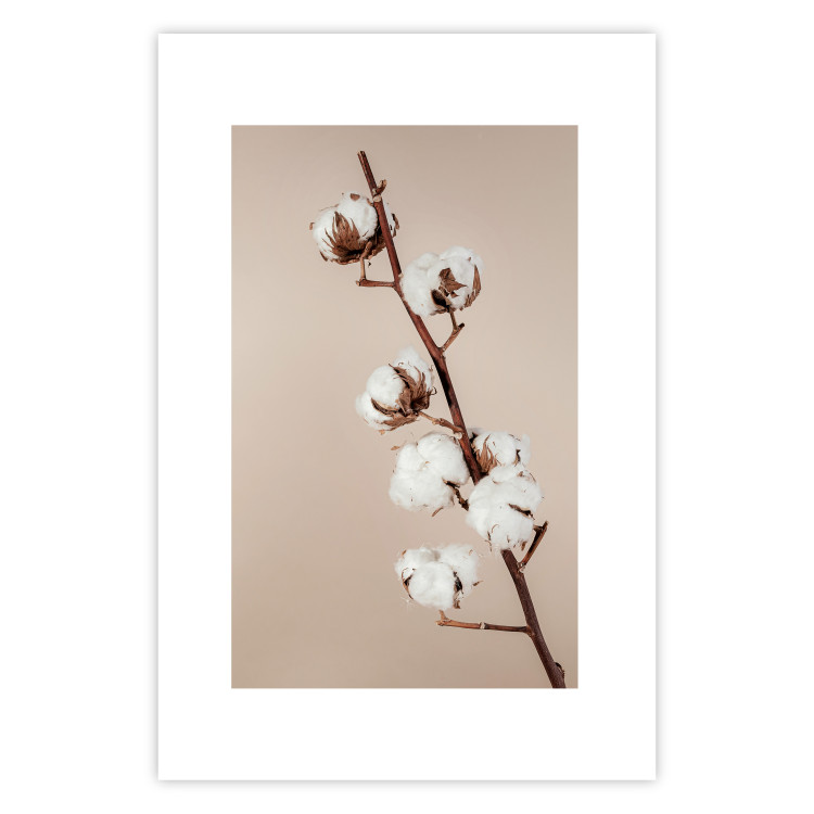 Poster Softness of Cotton - plant with soft white flowers on a beige background 137978 additionalImage 10