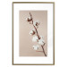 Poster Softness of Cotton - plant with soft white flowers on a beige background 137978 additionalThumb 2