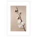 Poster Softness of Cotton - plant with soft white flowers on a beige background 137978 additionalThumb 7