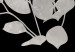 Poster Eucalyptus Twigs - Minimalist Leaves on a Dark Background 146178 additionalThumb 3