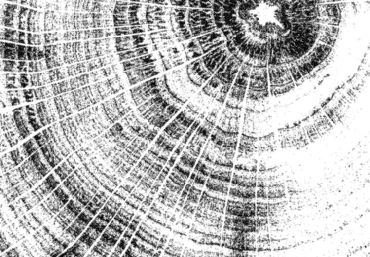 Canvas Tree rings - black and white, cross-section of the tree trunk 116588 additionalImage 5