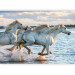 Wall Mural Race - white horses galloping on water against a calm sky 126188 additionalThumb 1