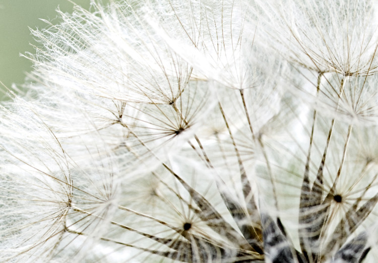 Large canvas print Composition with Dandelions III [Large Format] 150688 additionalImage 4