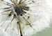 Large canvas print Composition with Dandelions III [Large Format] 150688 additionalThumb 5