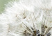 Large canvas print Composition with Dandelions III [Large Format] 150688 additionalThumb 4