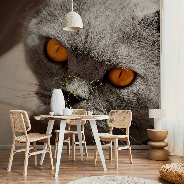 Wall Mural Animal in the picture - portrait of a grey cat with orange eyes 90088 additionalImage 6